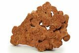 Flower-Like Sandstone Concretion - Pseudo Stromatolite #287069-1